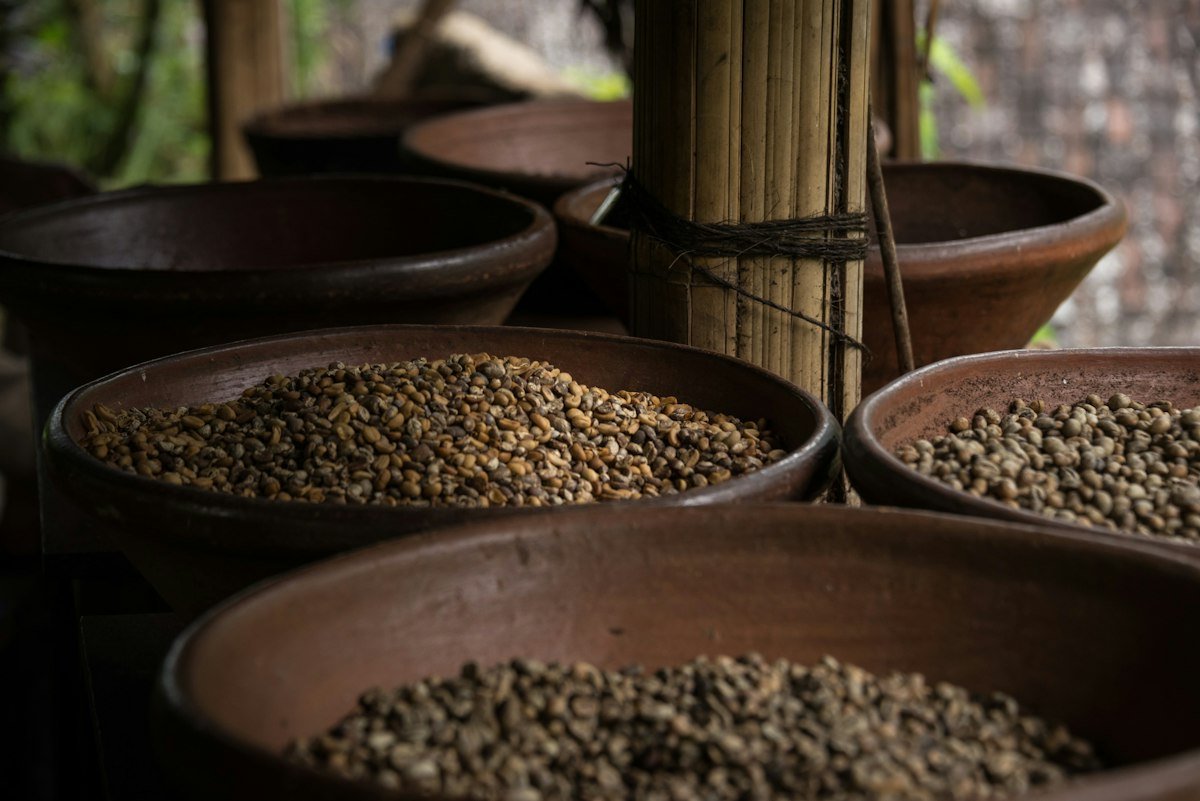 Coffee beans at a Bali coffee plantation